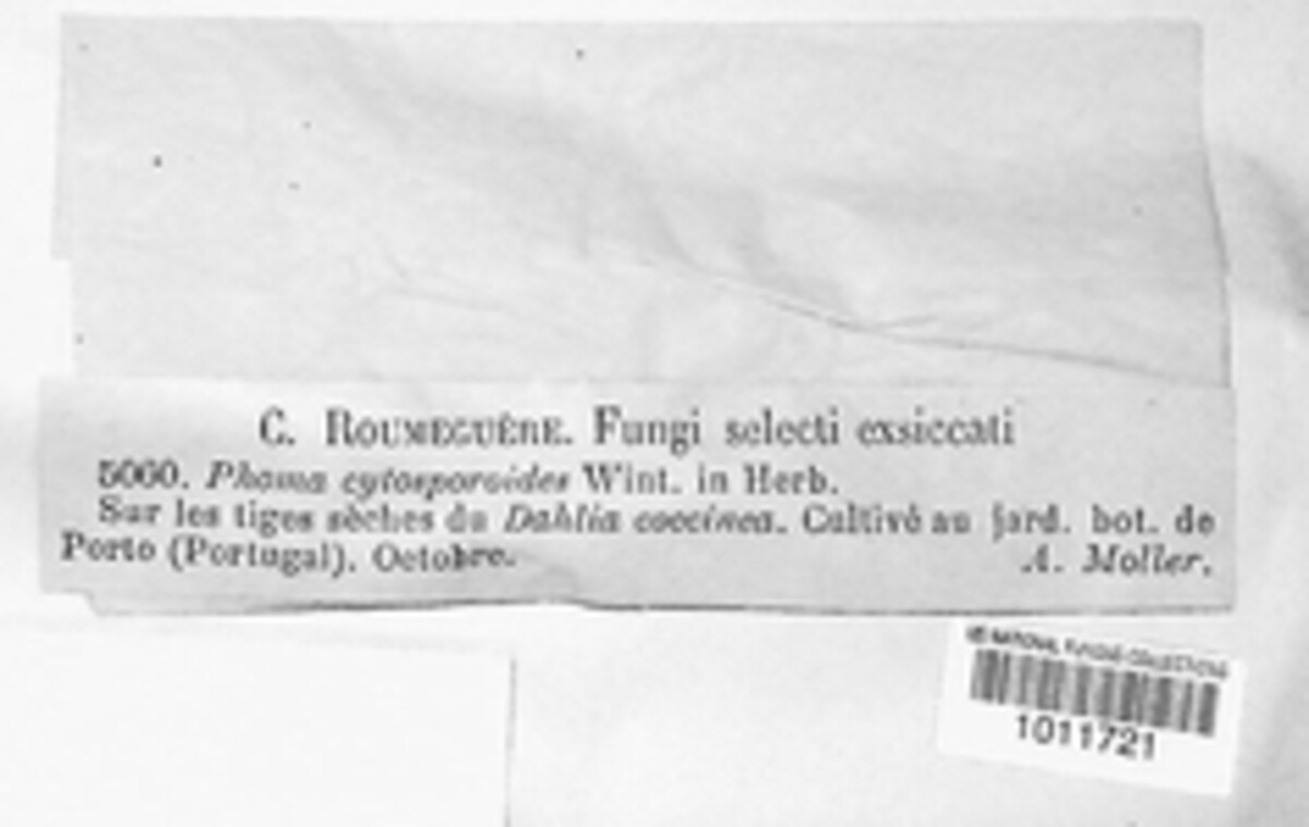 Phoma cytosporioides image